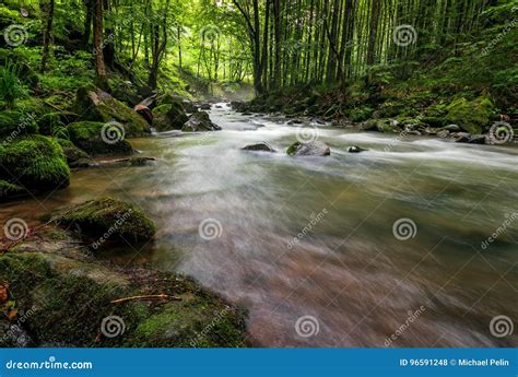 Rapid Stream In Green Forest Stock Photo Image Of Nature Rain 96591248