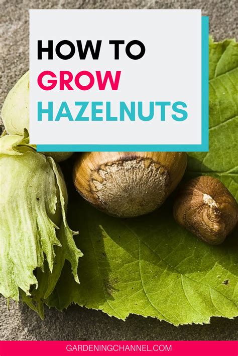 Hazelnut Trees Also Called Filbert Trees Are Common Nut Trees For