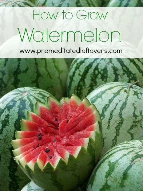 How To Grow Watermelon
