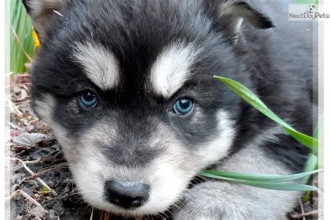 Meet Nita A Cute Wolf Hybrid Puppy For Sale For 1200 Wolf Hybrid
