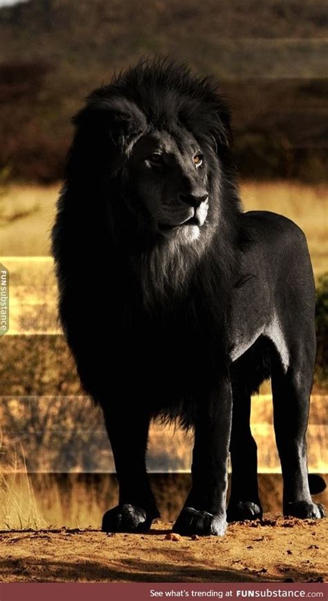 Black Lion Looks Majestic Funsubstance