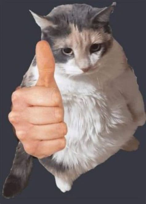 A Cat Is Giving The Thumbs Up Sign