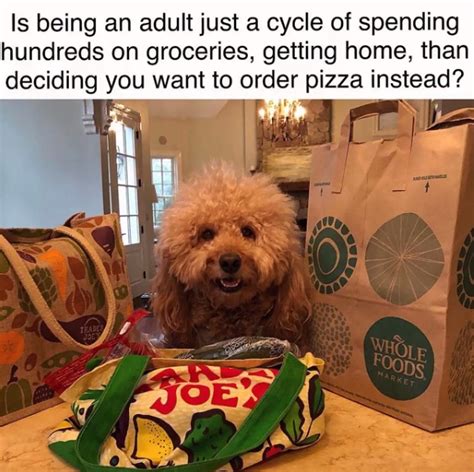 15 Funny Goldendoodle Memes To Make Your Day Page 2 Of 5