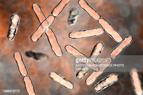 Bifidobacterium Bacteria Illustration High Res Vector Graphic Getty