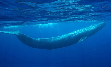 The Blue Whale | The Wildlife