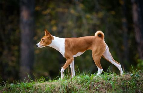 Basenji Dog Breed Information And Characteristics