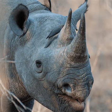 Why Do Rhinos Have Horns Six Useful Reasons Animal Ways