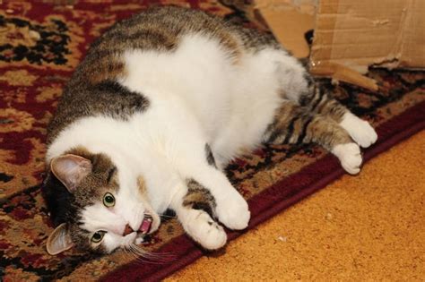 If blood flow is not restored, heart muscle begins to die. What Should You Know About Heart Attack In Cats? - Cat Lovers