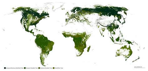 Forests In The World