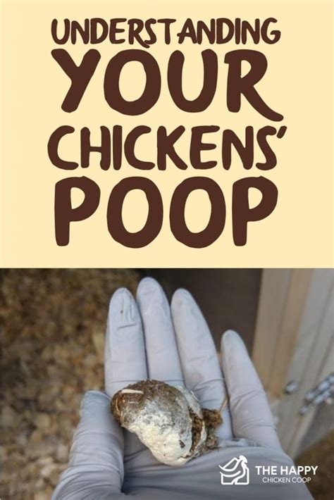 Understanding Your Chickens Poop The Happy Chicken Coop