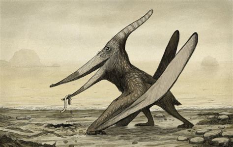 Pteranodon By Tnilab On Deviantart Prehistoric