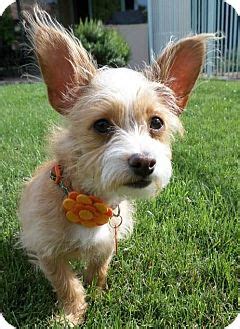 Almost 2 yrs size (full grown best guess for puppies): Phoenix, AZ - Westie, West Highland White Terrier/Corgi ...