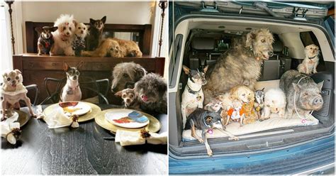 A Man Devotes His Life To Finding Forever Homes For Old Animals That