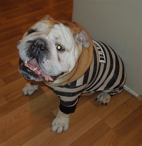 A french bulldog costume will earn your frenchie a ton of laughs this halloween! Rommel wearing his convict costume. | English bulldog ...