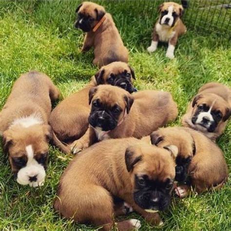 The free yellow lab puppies of yellow lab puppies for sale in florida the night; Lovely boxer puppies for adoption - Wisconsin Dells ...