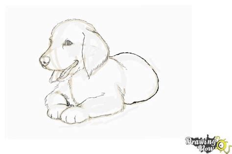 How To Draw A Golden Retriever Puppy Golden Retriever Drawing Animal