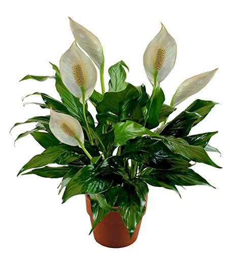 Florona Indoor White Peace Lily Spathiphyllum Air Purify Plant 2