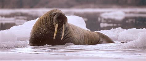 Walrus Greenland Travel En