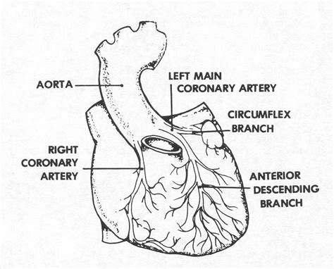 1 4 Blood And Nerve Supply Of The Heart