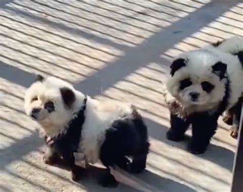 Chinese zoo dyes dogs with paint to look like pandas as it's accused of