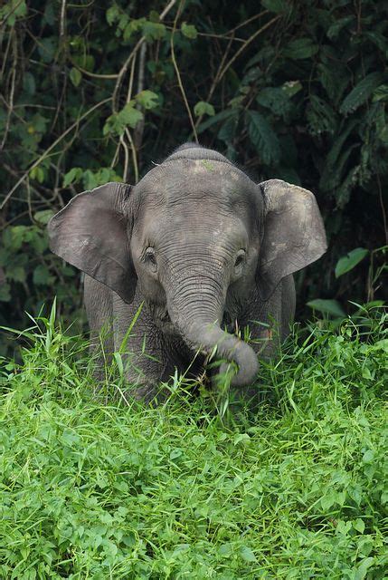 Young Borneo Pygmy Elephant Baby Animals Cute Baby Animals Elephant