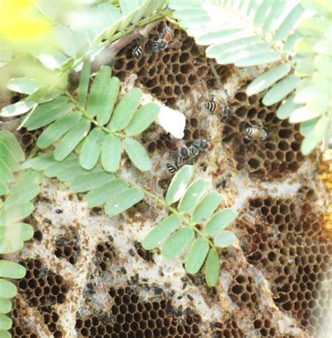 Wild Hive Collapse The Wild Dwarf Honey Bee Hive On The Ta Flickr