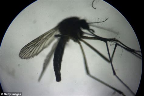 Brazil To Fight Zika Virus By Sterilizing Mosquitoes With Gamma Rays