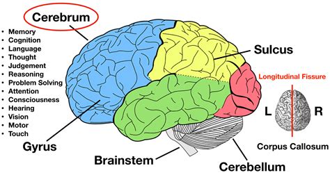 A Diagram Of The Parts Of The Cerebrum Brain Anatomy Brain Lobes