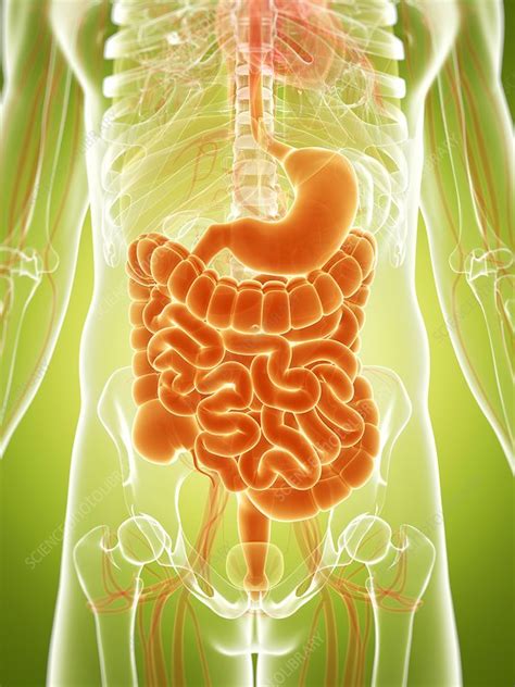 Human Digestive System Illustration Stock Image F0109048