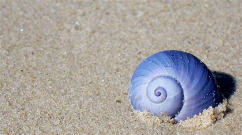 Blue Shell Sea Shells Sea Snail Tentacle