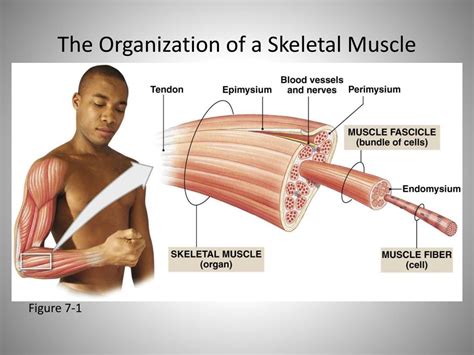 Ppt The Organization Of A Skeletal Muscle Powerpoint Presentation