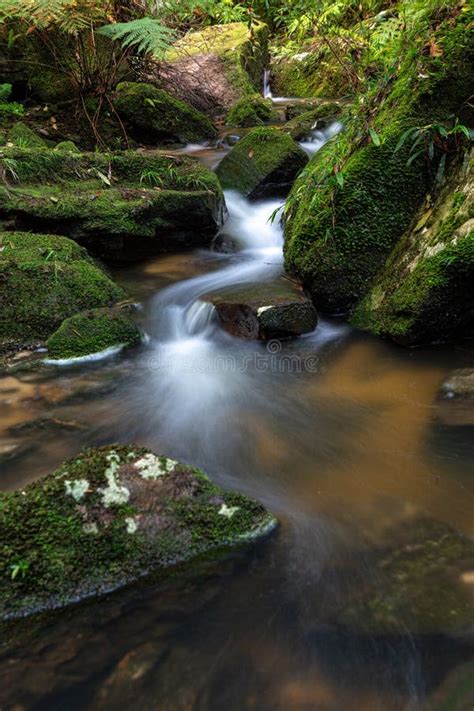 Mountain Creek Meandering Through Mossy Rocks And Ferns Stock Image