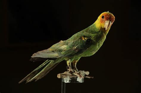 Carolina Parakeet Americas Forgotten Parrot