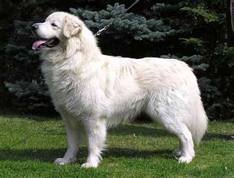 Dog Breeds Large Info All Dog Breeds Dog Breeds Large Dog Breeds