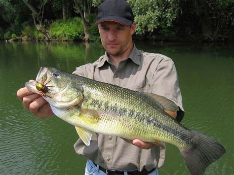 How To Catch Largemouth Bass Identifying And Tips