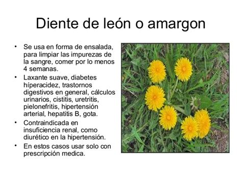 El diente de león posee una gran cantidad de silicio, un mineral con grandes propiedades hidratantes, además de tener vitamina a, la cual es esencial para que crezca y se regenere más las grandes propiedades y beneficios del diente de león son muchas, sin embargo en las siguientes situaciones. ¿Cómo es la planta de diente de león y para qué sirve? ⚡️ ...