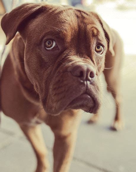 The word euthanasia is derived from the greek words that mean good death. Pet Home Euthanasia Service Redlands | In Home Pet ...