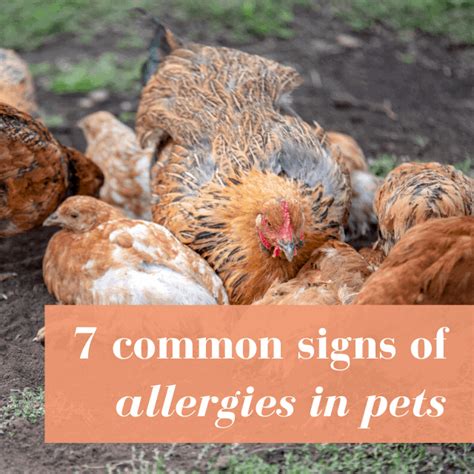 Does My Pet Have Allergies Pampered Chicken Mama Raising Backyard
