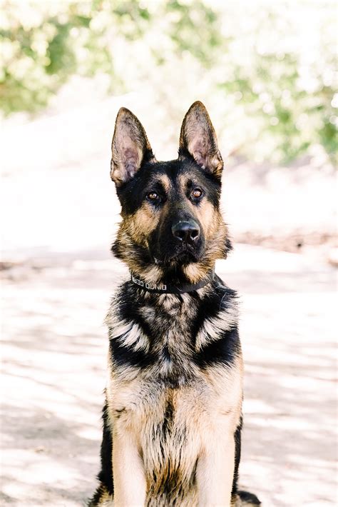 German Shepherd Protection Dogs For Sale Integrity K9 Services