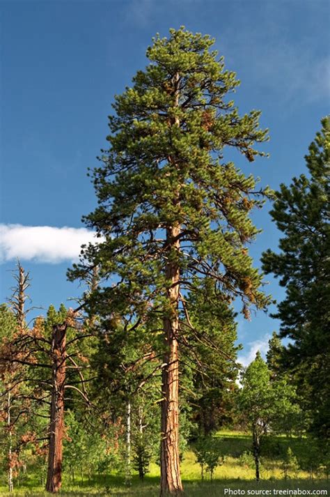 Interesting Facts About Pine Trees Just Fun Facts