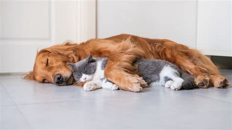 Pets Dog And Cat Sleeping Together Wallpapers Share