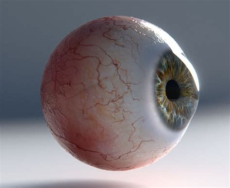 Human Eye Photorealistic On Human Eye Human Eyeball