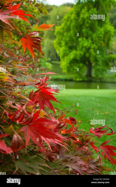 Japanese Red Maple Leaves Acer Japonicum Stourhead House Gardens Hi Res