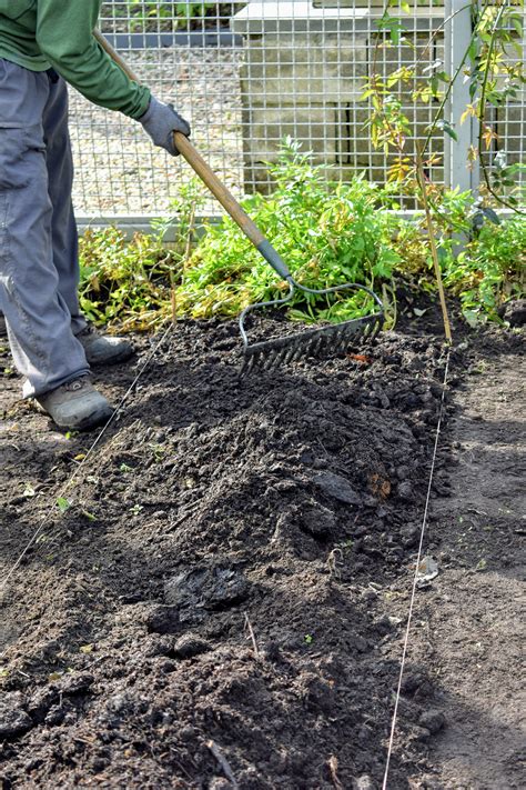 Transplanting asparagus will keep plants healthy and productive. Preparing the Asparagus Beds for Winter - The Martha ...
