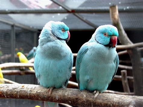 All Wallpapers Blue Indian Parrots