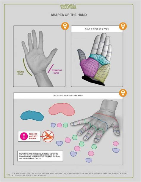 Hands With Different Shapes And Sizes Are Shown In The Diagram Above