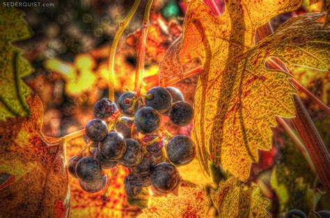 Wine Grapes In Fall Betty Sederquist Photography