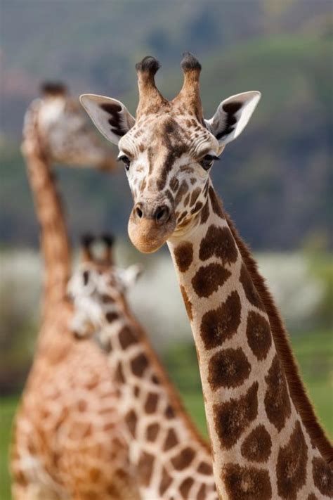 African Giraffe Free Stock Photo By Pixabay On