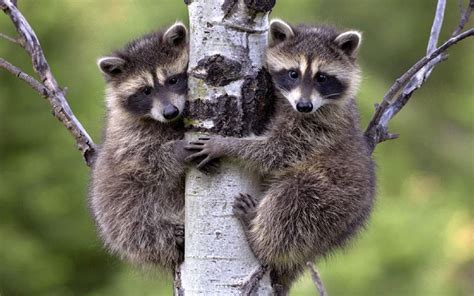 Raccoon Babies Hd Wallpaper Animals Wild Animals Funny Animals