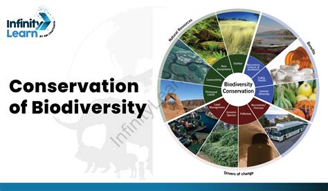 Conservation Of Biodiversity Definition Methods Examples And Strategies